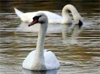 H5N1 to Croatia