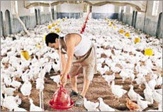 H5N1 virus can be transmitted through the gastrointestinal tract