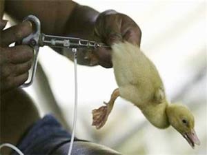 H5N1 virus changes dangerously for humans!
