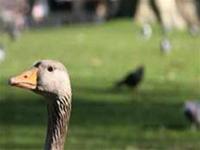 H5N1 virus in England breeds 99.96% virus in Hungary
