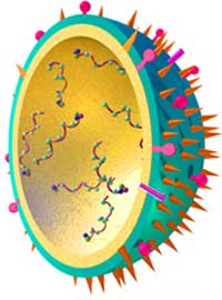 H5N1 virus in Vietnam has reduced its virulence