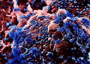 H5N1 virus lives for six days