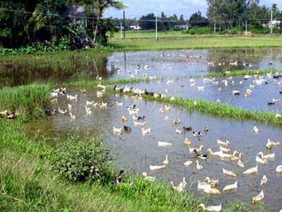 H5N1 virus was found on dead poultry in Quang Ngai