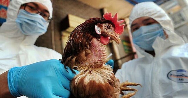 H5N6 virus is spread from poultry to humans