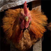 H7 strain bird flu first appeared in Macau