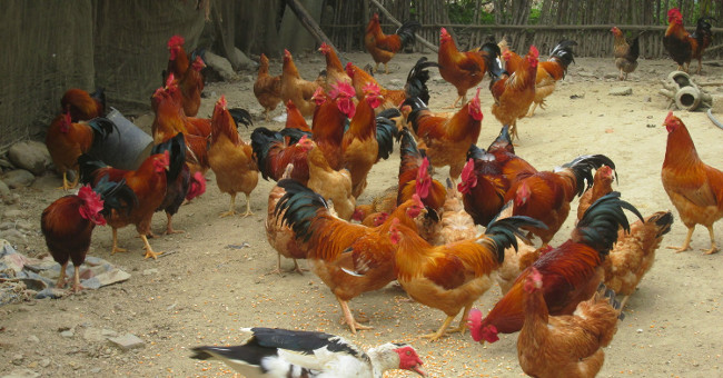 H7N9 influenza virus changes to high virulence
