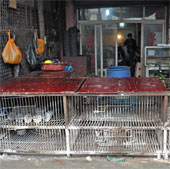 H7N9 virus can attack Vietnam and some Asian countries