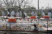 H7N9 virus can develop into a pandemic in humans
