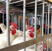 H7N9 virus is capable of spreading in the air
