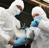 H7N9 virus is 'extremely dangerous' to humans
