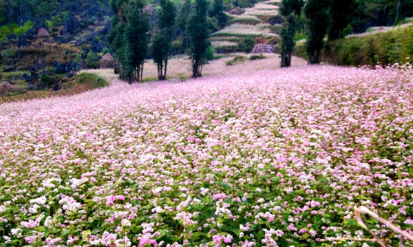 Ha Giang is brilliant in the flower triangle circuit
