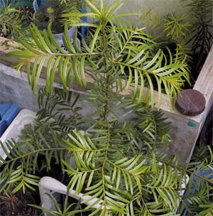 Ha Giang: successfully propagated 4 rare and precious gymnosperm species