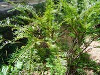 Ha Giang successfully propagated four precious tree species