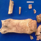 Ha Tinh discovered the prehistoric remains