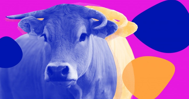 'Hack' intestinal bacteria of cows can bring more meat and reduce pollution