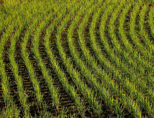 Hai Duong expanded the area of ​​rice varieties that are resistant to BPH