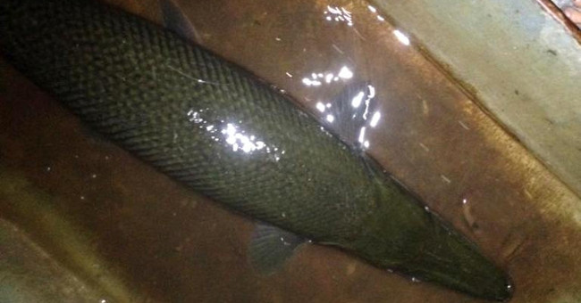 Hai Duong: People caught crocodile-like fish