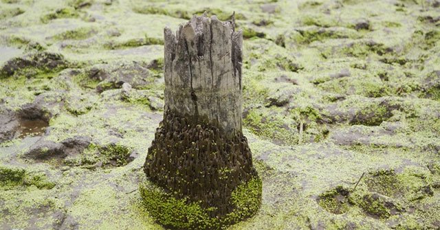 Hai Phong urgently excavated 13 suspected wooden piles of the battle of Bach Dang