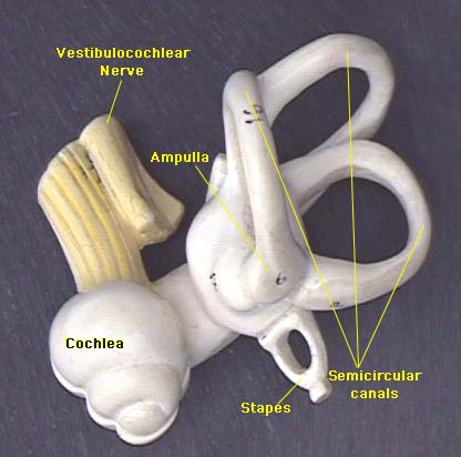 Hair cells help restore hearing