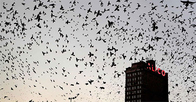 Half a century, North America alone lost 3 billion birds