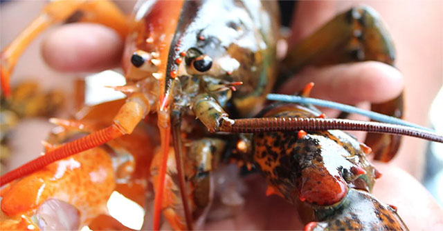 Half red lobster, half black, super rare