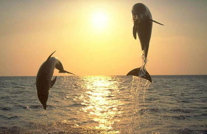 Half-hearted conservation cannot save Maui dolphins