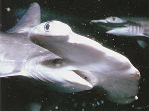 Hammerhead sharks