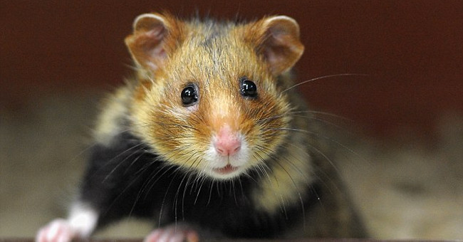 Hamster rats in France are turning into cold-blooded assassins because of an extremely popular plant