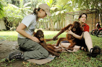 Handover 2 rare orangutans to Indonesia