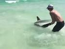 Hands do not pull hammerhead sharks to shore