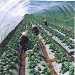 'Hanging gardens' - New technology for safe vegetable production