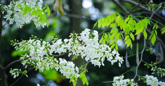 Hanoi and the season of beautiful flowers captivated people