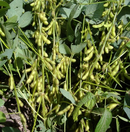 Hanoi develops a new high-yielding DT84 soybean