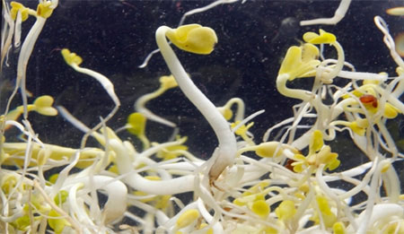 Hanoi monitors E.coli epidemic at the airport