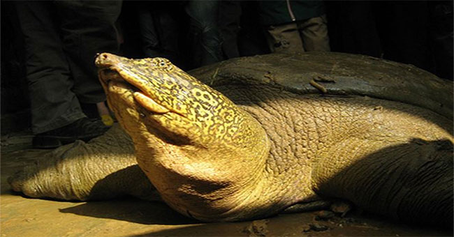Hanoi plans to restore the Hoan Kiem turtle
