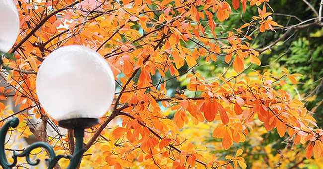 Hanoi shows off the brilliant yellow season of sesame and leaves