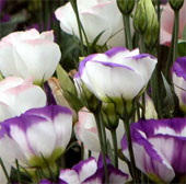 Hanoi successfully planted Cat Tuong flower trial