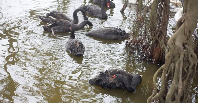 Hanoi: Suddenly appeared a strange group of birds swimming around Ho Guom Lake