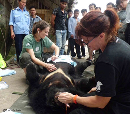 Hanoi transferred rare horse bears