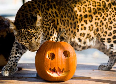 Happy animal playing Halloween