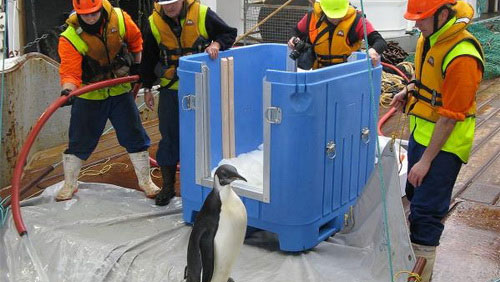 Happy Feet was liberated to the South Ocean