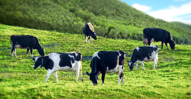 Happy hormone injections for cows help make milk more delicious and nutritious