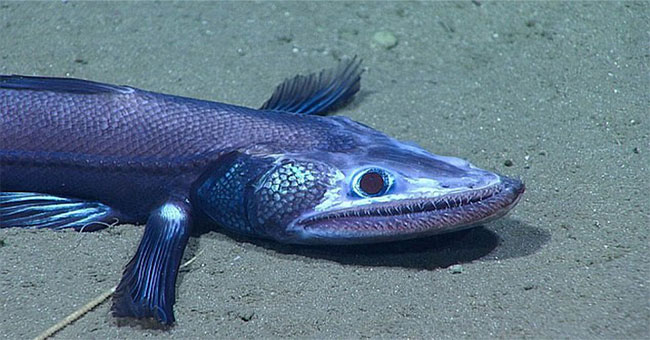 Happy lizard fish, short-tailed squid under the sea