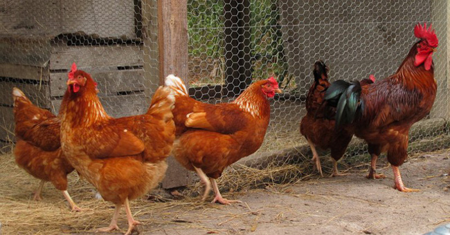 Happy Year of Rooster, here are 8 facts about chickens that make you surprised