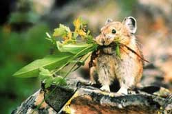 Hard rabbit