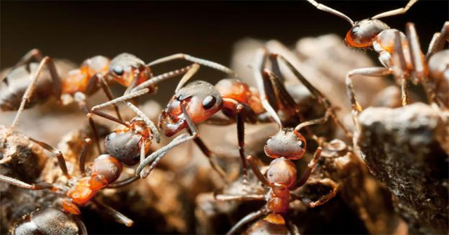 Hard to believe but true: Ants specialize in 'kidnapping children' to survive