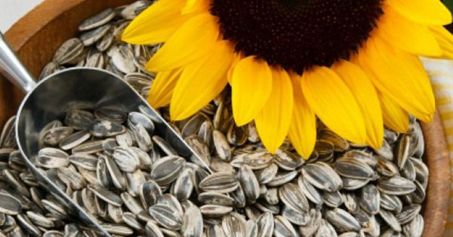 Harm of sunflower seeds