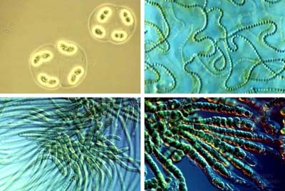 Harmful algae take advantage of global warming