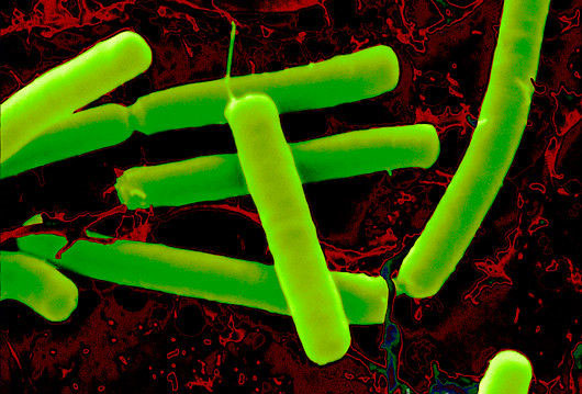 Harmless bacteria in soil kill cancer?