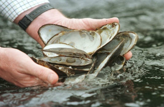Harmless knowledge is not known to anyone of mussels and mussels